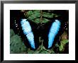 Morpho Butterfly, Rain Forest, Ecuador by Pete Oxford Limited Edition Print