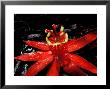 Red Passioflora, Barro Colorado Island, Panama by Christian Ziegler Limited Edition Pricing Art Print