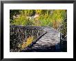 Remnants Of The Cr And Nw Trestle Along The Mccarthy Road, Alaska, Usa by Julie Eggers Limited Edition Print