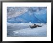 Harbor Seals On Iceberg Of South Sawyer Glacier, Tracy Arm, Alaska, Usa by Paul Souders Limited Edition Print