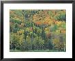 Northern Hardwood Forest In Fall, Maine, Usa by Jerry & Marcy Monkman Limited Edition Print