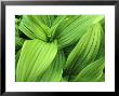 False Hellebore In Glacier National Park, Montana, Usa by Chuck Haney Limited Edition Print
