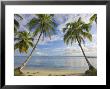 Panama, Bocas Del Toro Province, Carenero Island, Palm Trees And Beach by Jane Sweeney Limited Edition Print