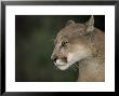 Close-Up Of A Mountain Lion, Montana, United States Of America, North America by James Gritz Limited Edition Pricing Art Print