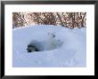 Polar Bear With Cubs, Ursus Maritimus, Churchill, Manitoba, Canada by Thorsten Milse Limited Edition Print