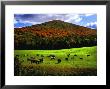 Vermont Cows by Jody Miller Limited Edition Pricing Art Print