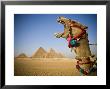 Camel At The Pyramids, Giza, Cairo, Egypt by Doug Pearson Limited Edition Print