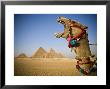 Camel At The Pyramids, Giza, Cairo, Egypt by Doug Pearson Limited Edition Print