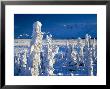 Frozen Spruce Forest, Chugach Mountains, Chugach National Forest, Alaska by Mark Newman Limited Edition Print