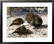 Adult Male Wild Turkey Displays To Females, Lexington, Massachusetts by Tim Laman Limited Edition Pricing Art Print