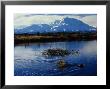Beaver Hauls Willows To Its Cache In The Shadow Of Mount Mckinley, Alaska by Michael S. Quinton Limited Edition Print