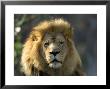 African Lion At The Sedgwick County Zoo, Kansas by Joel Sartore Limited Edition Print