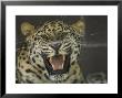 Amur Leopard From The Omaha Zoo, Nebraska by Joel Sartore Limited Edition Pricing Art Print