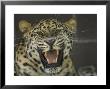 Amur Leopard From The Omaha Zoo, Nebraska by Joel Sartore Limited Edition Print