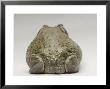 Colorado River Toad, Sedgwick County Zoo, Kansas by Joel Sartore Limited Edition Print