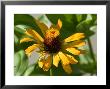 Close Up Of A Giant Zinnia Flower, Elkhorn, Nebraska by Joel Sartore Limited Edition Print