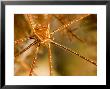 Closeup Of An Arrow Crab, Malapascua Island, Philippines by Tim Laman Limited Edition Print