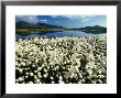 Cottongrass Along The Margins Of A Tundra Lake, Alaska by Michael S. Quinton Limited Edition Print