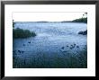 Ducks Swim Along The Edge Of Leech Lake In Minnesota by Joel Sartore Limited Edition Pricing Art Print