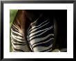 Okapi From The Sedgwick County Zoo, Kansas by Joel Sartore Limited Edition Print