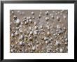 Snow Covering Wildflowers In Winter Flagstaff, Arizona by John Burcham Limited Edition Print