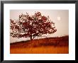 Tree In Autumn Foliage On A Grassy Hillside With Moon Rising Over All by Raymond Gehman Limited Edition Print