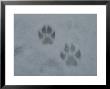 Pair Of Gray Wolf, Canis Lupus, Tracks In Snow by Jim And Jamie Dutcher Limited Edition Pricing Art Print