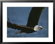 Bald Eagle In Flight After Catching Fish by John Eastcott & Yva Momatiuk Limited Edition Pricing Art Print