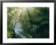 Sunlight Streams Through Trees Above A Creek by James P. Blair Limited Edition Print
