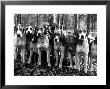 Beagles In The Forest Of Fontainebleau by Alfred Eisenstaedt Limited Edition Pricing Art Print