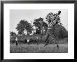 Little League Baseball Practice by Joe Scherschel Limited Edition Pricing Art Print