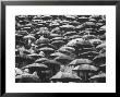 Fans, Sitting In Rain, At Purdue Homecoming Game by Francis Miller Limited Edition Pricing Art Print