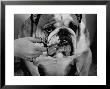 Bulldog Having Whiskers Clipped With Stubby Pair Of Scissors In Preparation For Westminister Show by George Silk Limited Edition Print