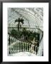 Interior Of The Temperate House, Restored In 1982, Kew Gardens, Greater London by Richard Ashworth Limited Edition Print