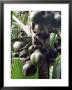 Close-Up Of Coco De Mer, Vallee De Mai National Park, Island Of Praslin, Seychelles by Bruno Barbier Limited Edition Print