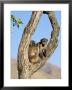 Chacma Baboons, Papio Cynocephalus, Grooming, Royal Natal National Park, South Africa, Africa by Ann & Steve Toon Limited Edition Print