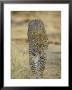 Leopard Walking Straight Towards The Camera, Samburu National Reserve, Kenya, East Africa, Africa by James Hager Limited Edition Print
