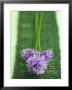 Flowering Chives by Elisabeth Colfen Limited Edition Pricing Art Print