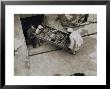 Tray Of Chariot Parts Being Removed From The Tomb Of Tutankhamun, Valley Of The Kings, 1922 by Harry Burton Limited Edition Print