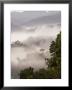 Mist Rising From Forest Floor, Nyungwe Forest National Park, Gisenyi, Rwanda by Ariadne Van Zandbergen Limited Edition Print