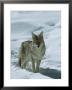 Coyote Stands In The Snow by Tom Murphy Limited Edition Pricing Art Print