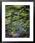 Foliage Covers A Wood Fence In Long Branch Nature Center by Rex Stucky Limited Edition Print