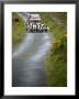 In Irish Shepherd Herds His Flock Of Sheep, Clare Island, County Mayo, Ireland by Pete Ryan Limited Edition Print