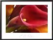 Calla Lily by Brian Twede Limited Edition Pricing Art Print