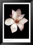 Magnolia I by Joyce Tenneson Limited Edition Pricing Art Print