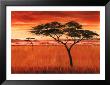 Serengeti Dawn by Emilie Gerard Limited Edition Print