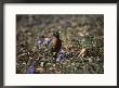 The First Robin Of Spring Searches For Worms by Stephen St. John Limited Edition Print