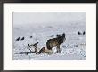 A Wolf Tries To Keep Ravens  From Its Wapiti Kill by Tom Murphy Limited Edition Print