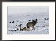 A Wolf Tries To Keep Ravens  From Its Wapiti Kill by Tom Murphy Limited Edition Print
