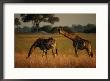 Giraffes Graze On The African Plain by Beverly Joubert Limited Edition Pricing Art Print